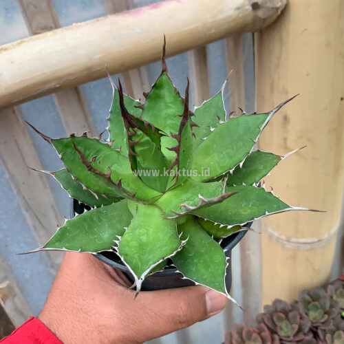 Agave Horida, real gallery image #6 plants. Picture taken directly from kaktus.id community Agave farmer green houses.