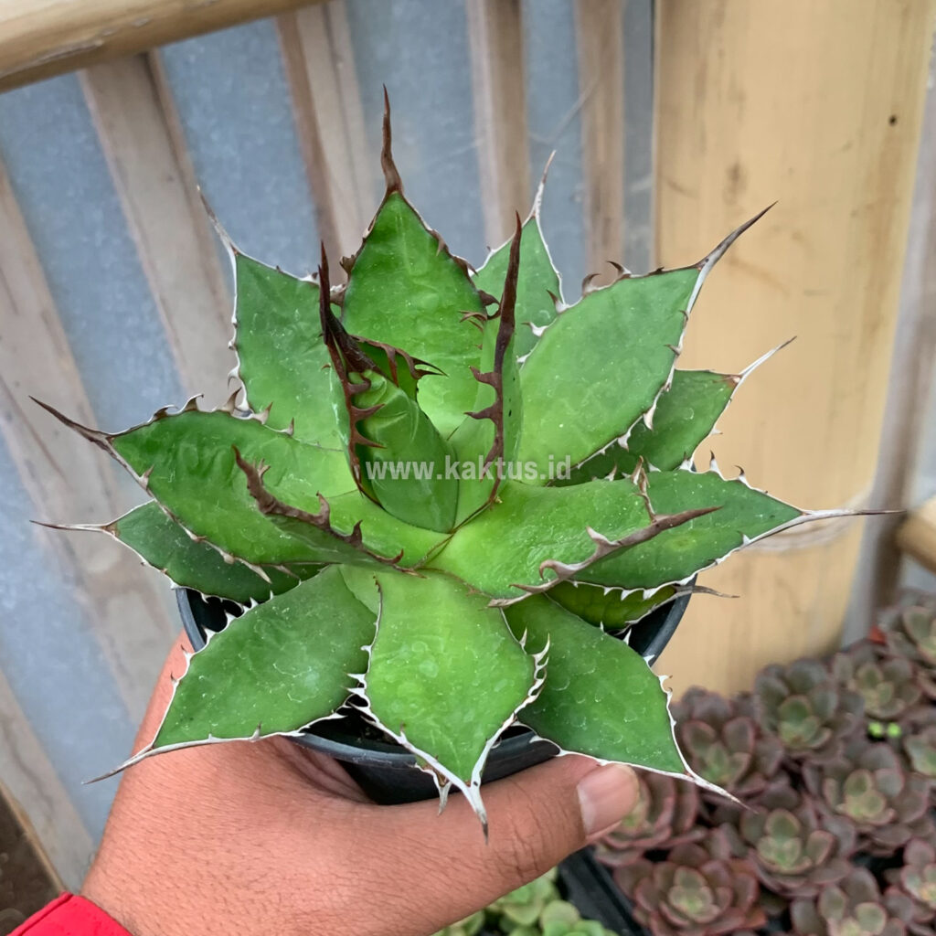 kaktus.id