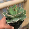 Agave Titanota FO 76, real gallery image #8 plants. Picture taken directly from kaktus.id community Agave farmer green houses.