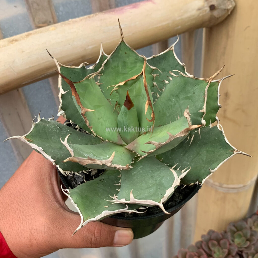 kaktus.id