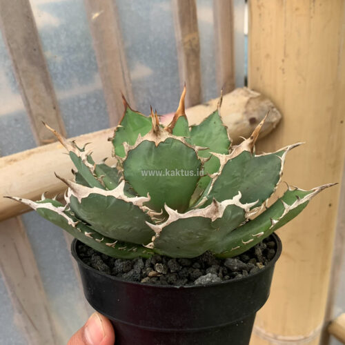 Agave Titanota FO 76, real gallery image #1 plants. Picture taken directly from kaktus.id community Agave farmer green houses.