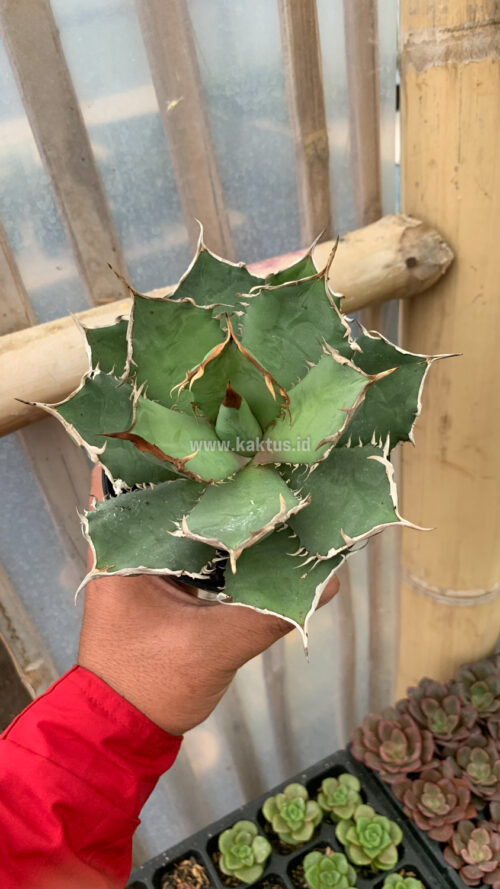 Agave Titanota FO 76, real gallery image #6 plants. Picture taken directly from kaktus.id community Agave farmer green houses.