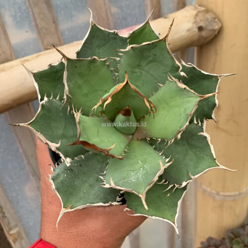 Agave Titanota FO 76, real gallery image #5 plants. Picture taken directly from kaktus.id community Agave farmer green houses.