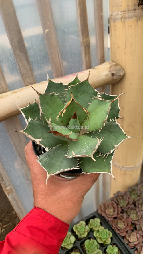 Agave Titanota FO 76, real gallery image #4 plants. Picture taken directly from kaktus.id community Agave farmer green houses.