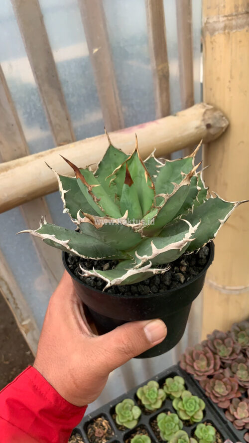 Agave Titanota FO 76, real gallery image #3 plants. Picture taken directly from kaktus.id community Agave farmer green houses.