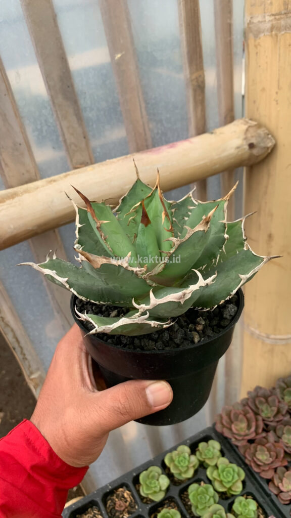 kaktus.id