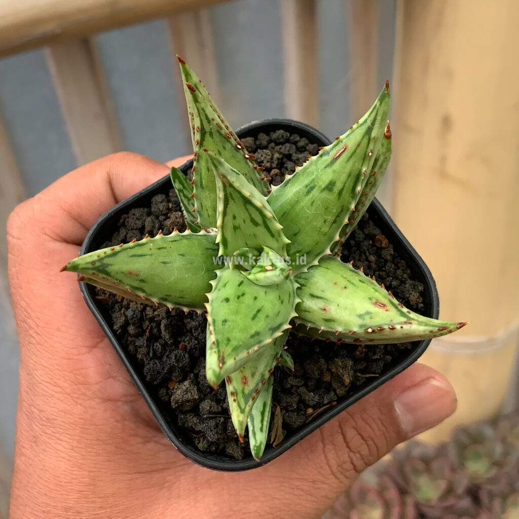 kaktus.id