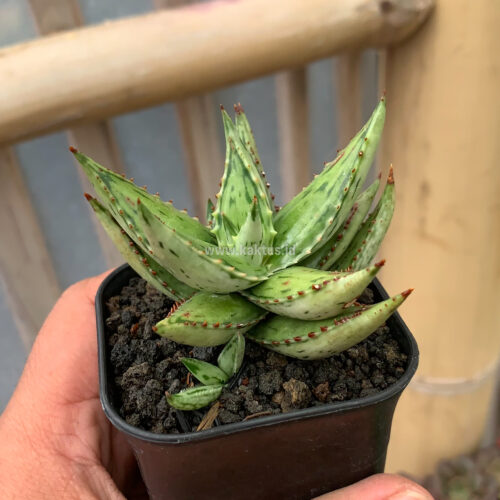 Aloe Jucunda Silver Variegated, real gallery image #4 plants. Picture taken directly from kaktus.id community Aloe farmer green houses.