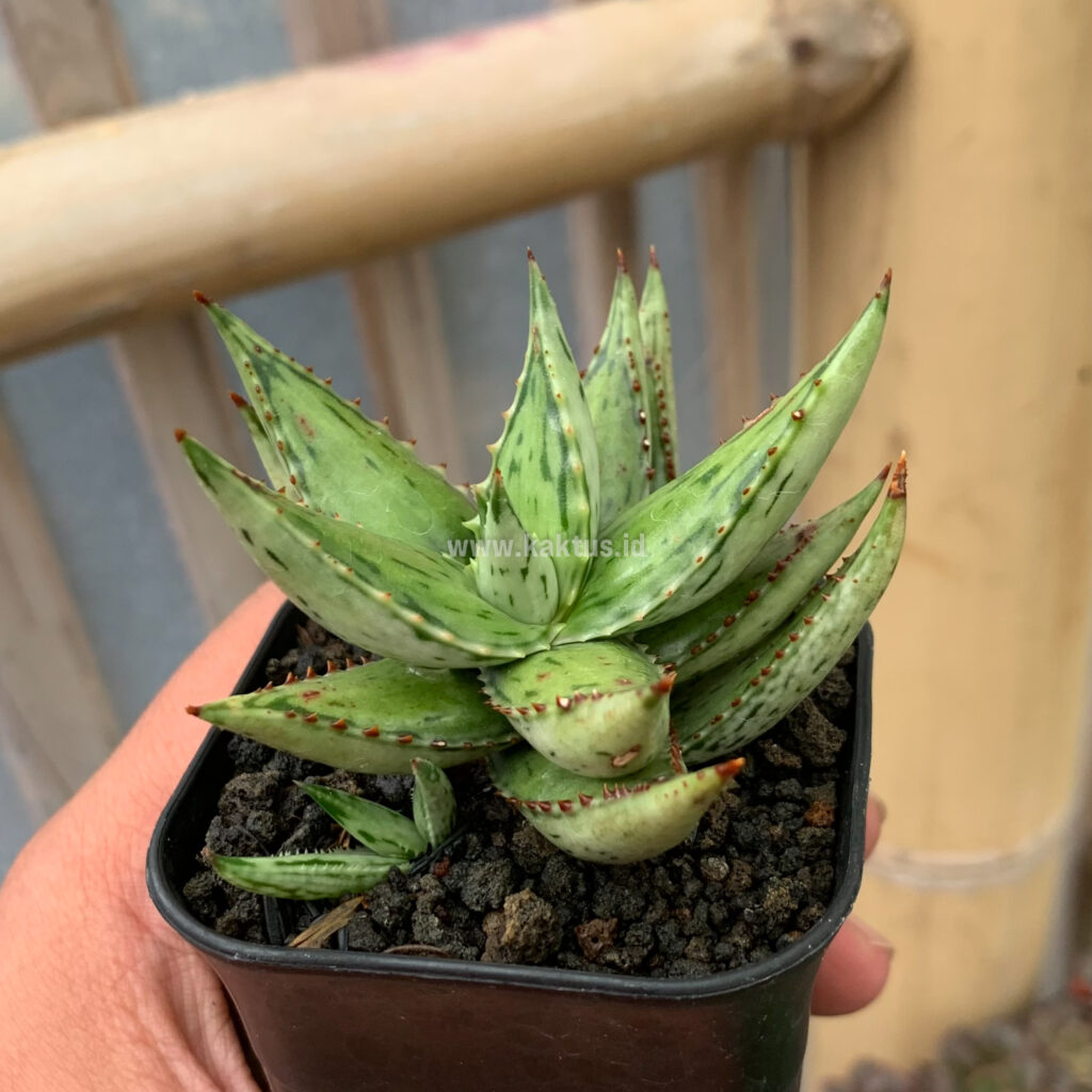 kaktus.id