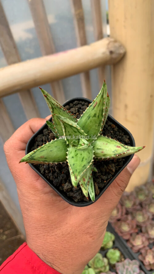 Aloe Jucunda Silver Variegated, real gallery image #3 plants. Picture taken directly from kaktus.id community Aloe farmer green houses.