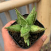 Aloe Jucunda Silver Variegated, real gallery image #2 plants. Picture taken directly from kaktus.id community Aloe farmer green houses.