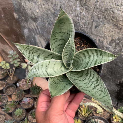 Sansevieria Hahniii Cream, real gallery image #2 plants. Picture taken directly from kaktus.id community Sansevieria farmer green houses.