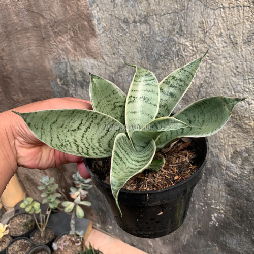 Sansevieria Hahniii Cream, real gallery image #3 plants. Picture taken directly from kaktus.id community Sansevieria farmer green houses.