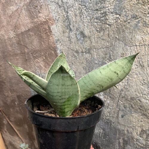 Sansevieria Hahniii Cream, real gallery image #1 plants. Picture taken directly from kaktus.id community Sansevieria farmer green houses.