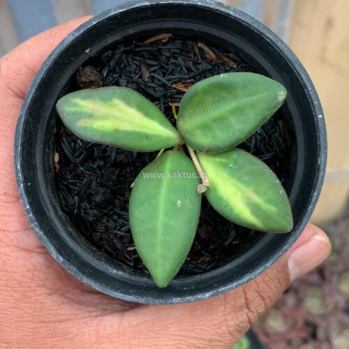 Hoya Aff Bortoniae, real gallery image #5 plants. Picture taken directly from kaktus.id community Hoya farmer green houses.