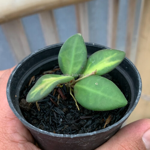 Hoya Aff Bortoniae, real gallery image #3 plants. Picture taken directly from kaktus.id community Hoya farmer green houses.
