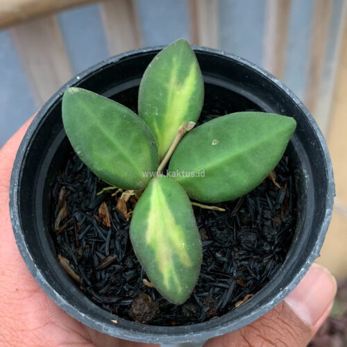Hoya Aff Bortoniae, real gallery image #1 plants. Picture taken directly from kaktus.id community Hoya farmer green houses.