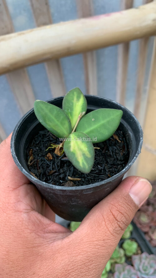 Hoya Aff Bortoniae, real gallery image #2 plants. Picture taken directly from kaktus.id community Hoya farmer green houses.