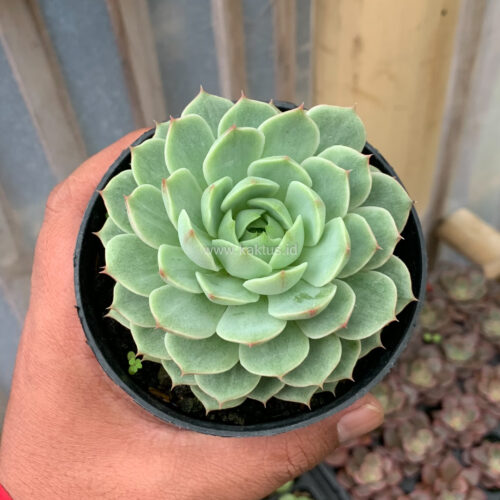Echeveria Ben Badis White Splash, real gallery image #5 plants. Picture taken directly from kaktus.id community Echeveria farmer green houses.