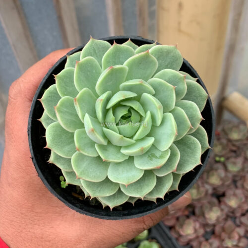 Echeveria Ben Badis White Splash, real gallery image #4 plants. Picture taken directly from kaktus.id community Echeveria farmer green houses.