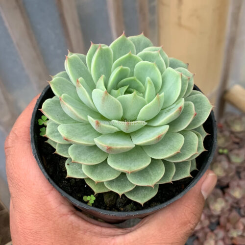 Echeveria Ben Badis White Splash, real gallery image #3 plants. Picture taken directly from kaktus.id community Echeveria farmer green houses.