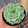 Echeveria Ben Badis White Splash, real gallery image #2 plants. Picture taken directly from kaktus.id community Echeveria farmer green houses.