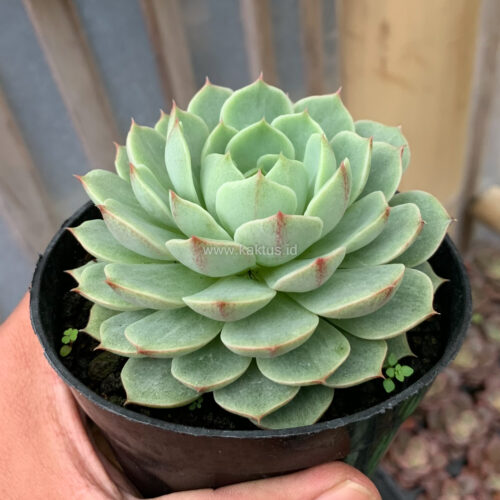Echeveria Ben Badis White Splash, real gallery image #1 plants. Picture taken directly from kaktus.id community Echeveria farmer green houses.