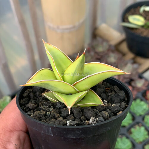 Sansevieria Lavranos Aurea Variegated, real gallery image #6 plants. Picture taken directly from kaktus.id community Sansevieria farmer green houses.