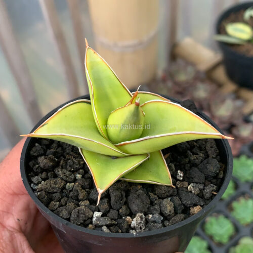 Sansevieria Lavranos Aurea Variegated, real gallery image #5 plants. Picture taken directly from kaktus.id community Sansevieria farmer green houses.