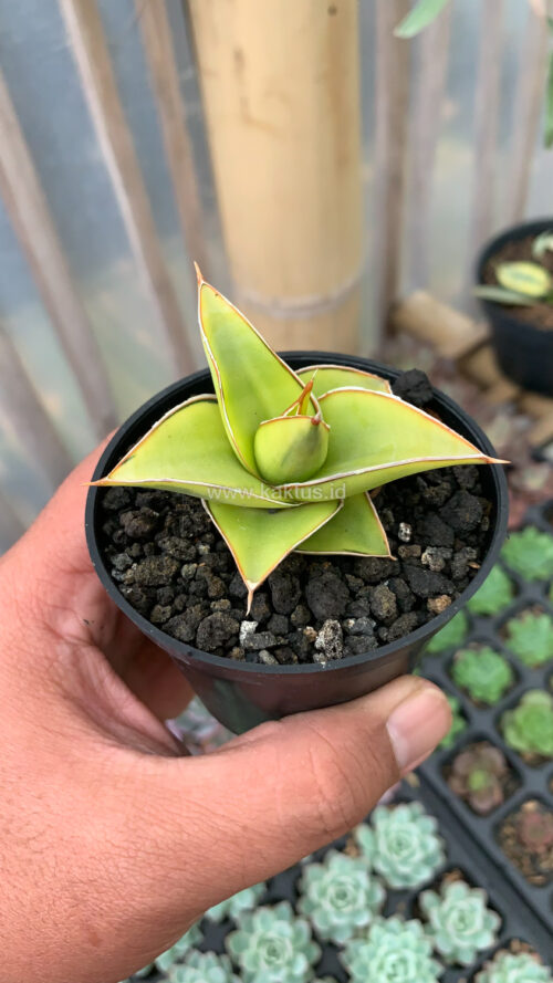 Sansevieria Lavranos Aurea Variegated, real gallery image #4 plants. Picture taken directly from kaktus.id community Sansevieria farmer green houses.