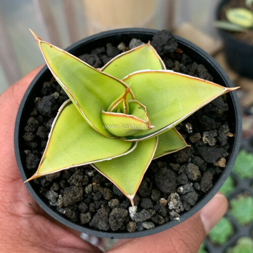 Sansevieria Lavranos Aurea Variegated, real gallery image #1 plants. Picture taken directly from kaktus.id community Sansevieria farmer green houses.
