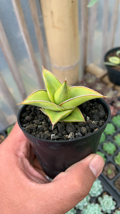 Sansevieria Lavranos Aurea Variegated, real gallery image #2 plants. Picture taken directly from kaktus.id community Sansevieria farmer green houses.