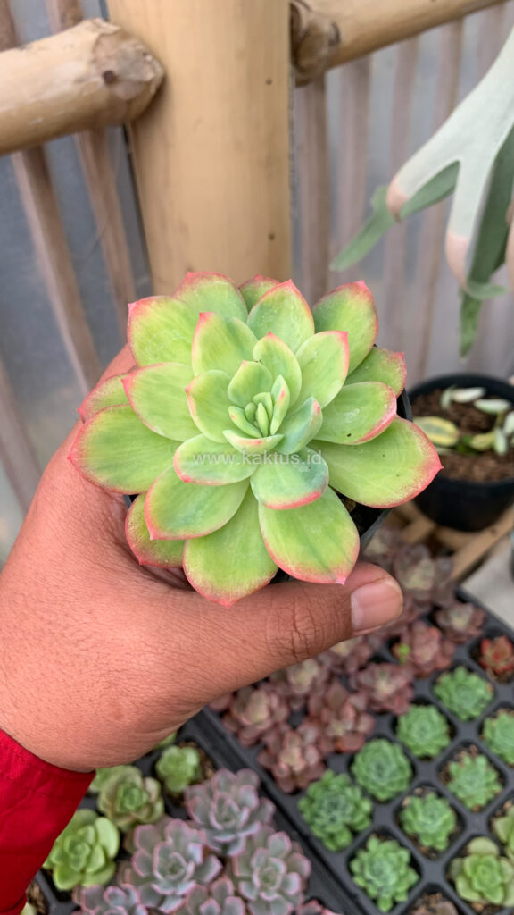 kaktus.id