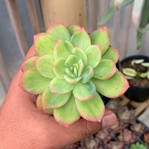 Echeveria Lemon Blood Spot, real gallery image #6 plants. Picture taken directly from kaktus.id community Echeveria farmer green houses.