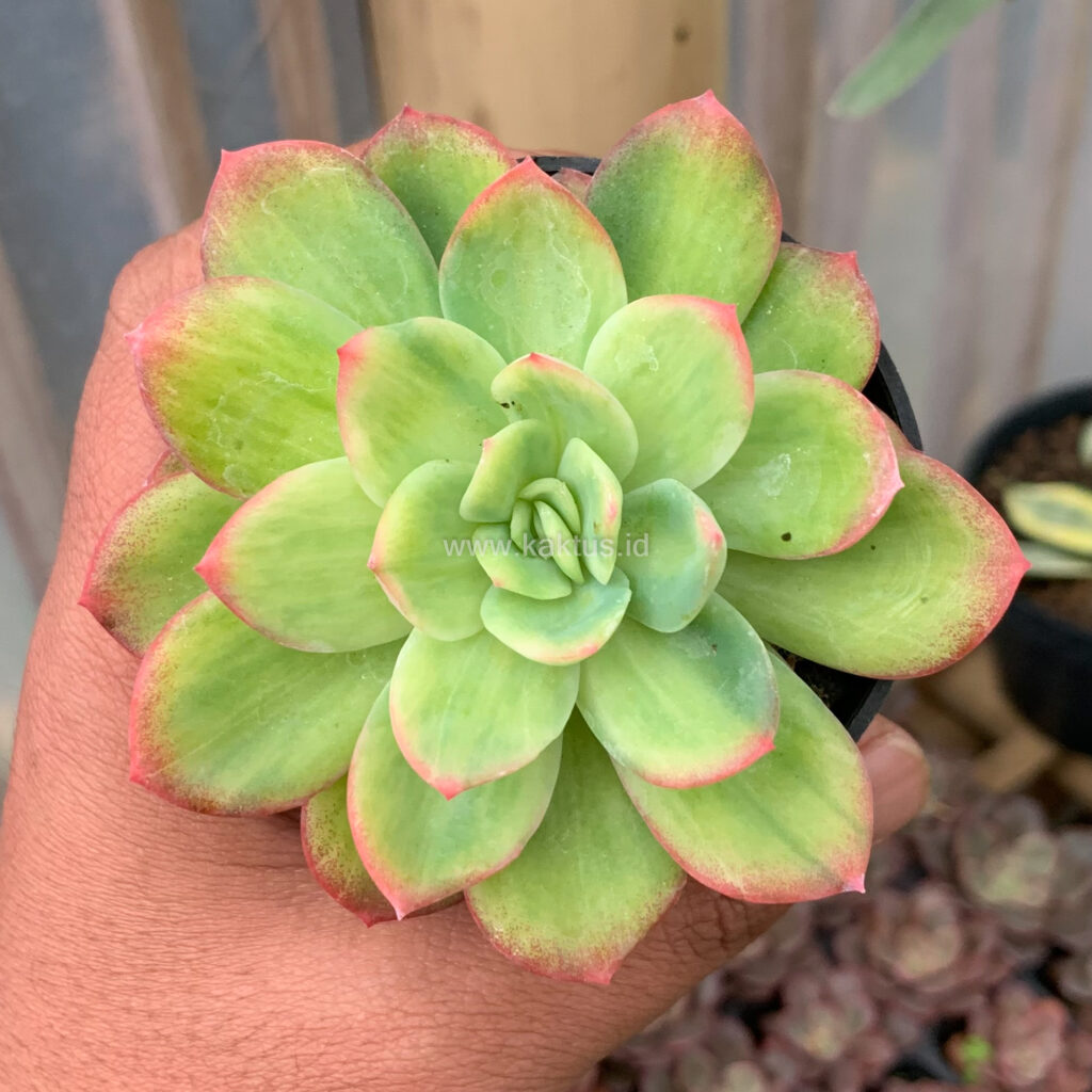 kaktus.id