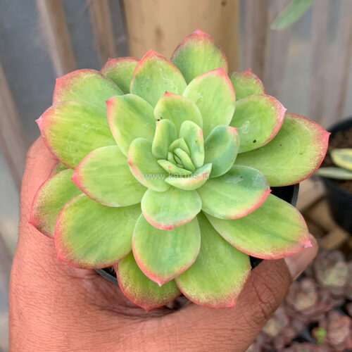 Echeveria Lemon Blood Spot, real gallery image #4 plants. Picture taken directly from kaktus.id community Echeveria farmer green houses.