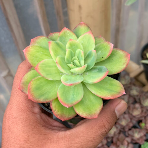 Echeveria Lemon Blood Spot, real gallery image #3 plants. Picture taken directly from kaktus.id community Echeveria farmer green houses.