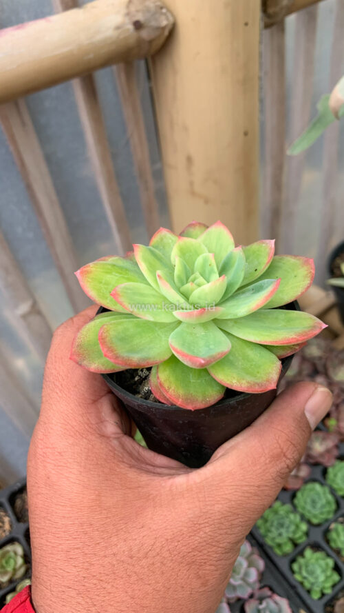 Echeveria Lemon Blood Spot, real gallery image #2 plants. Picture taken directly from kaktus.id community Echeveria farmer green houses.
