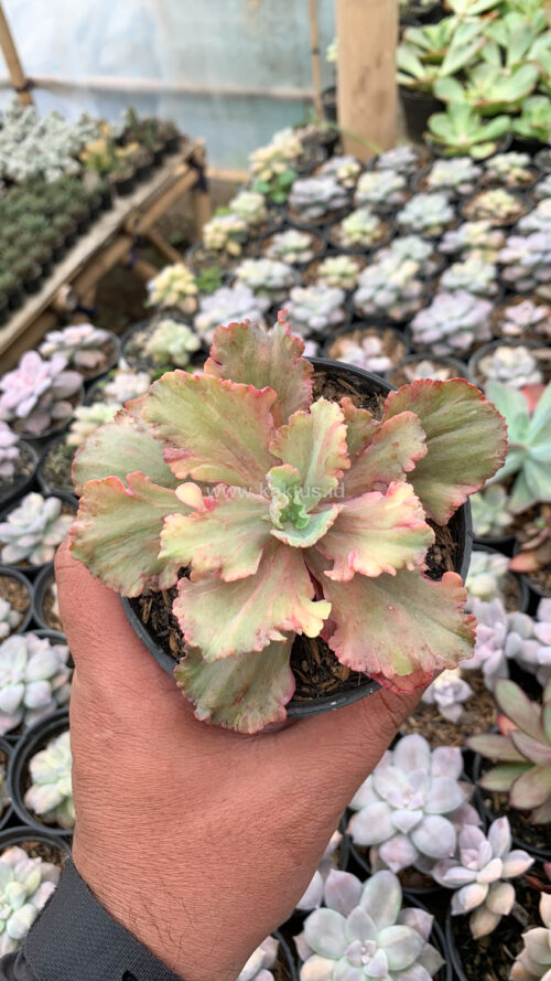 Echeveria Chantilly Rose Fire, real gallery image #6 plants. Picture taken directly from kaktus.id community Echeveria farmer green houses.