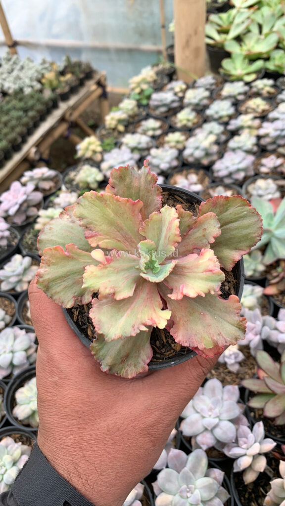 kaktus.id
