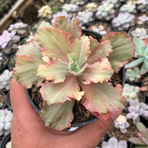 Echeveria Chantilly Rose Fire, real gallery image #5 plants. Picture taken directly from kaktus.id community Echeveria farmer green houses.