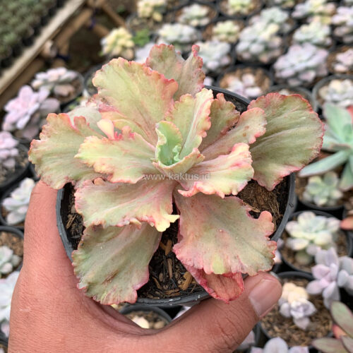 Echeveria Chantilly Rose Fire, real gallery image #4 plants. Picture taken directly from kaktus.id community Echeveria farmer green houses.