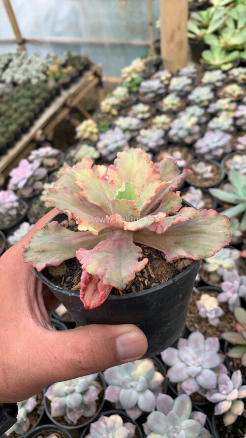 Echeveria Chantilly Rose Fire, real gallery image #1 plants. Picture taken directly from kaktus.id community Echeveria farmer green houses.