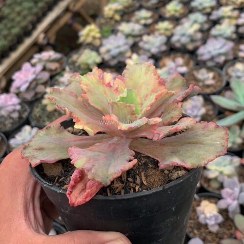 Echeveria Chantilly Rose Fire, real gallery image #3 plants. Picture taken directly from kaktus.id community Echeveria farmer green houses.
