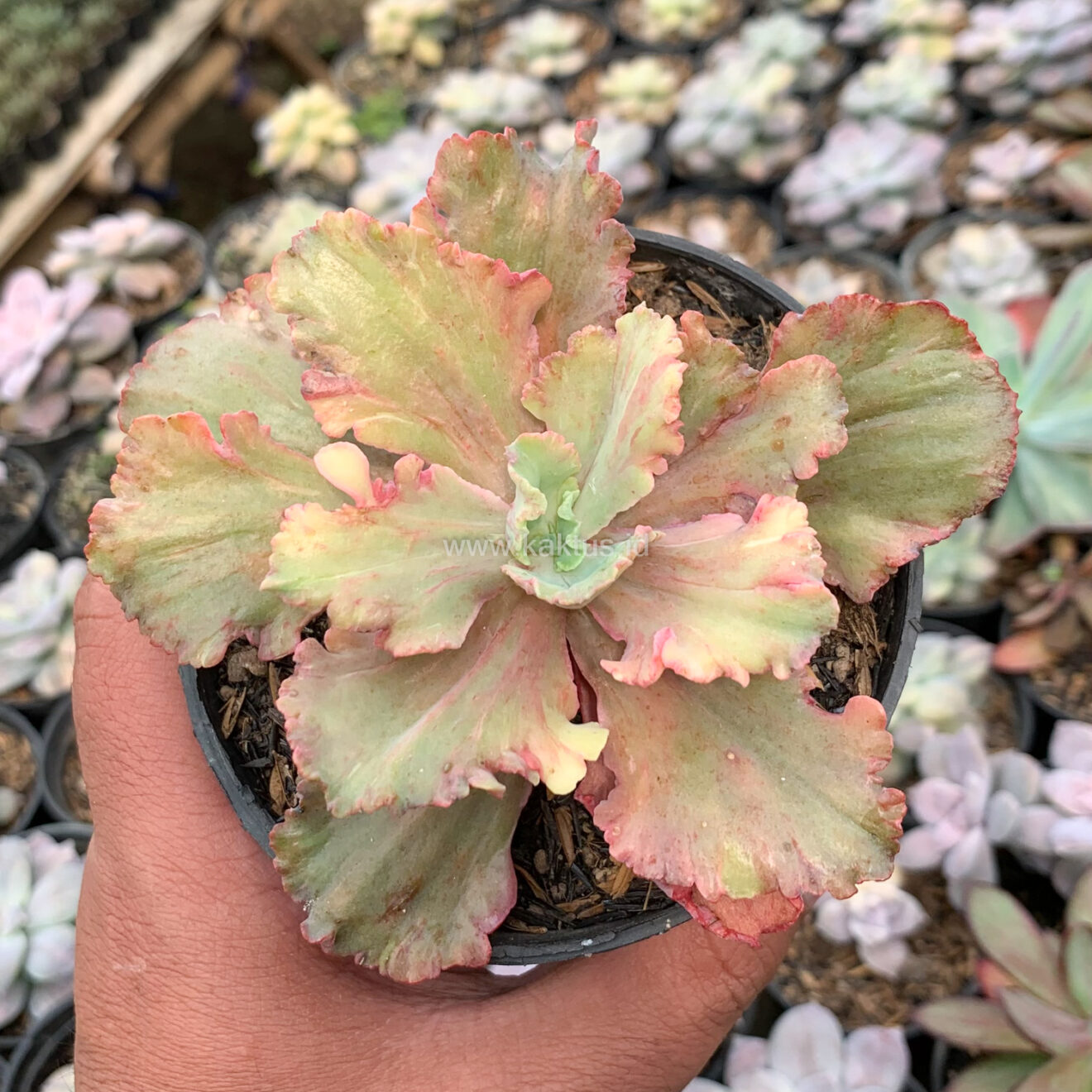Echeveria Chantilly Rose Fire, real gallery image #2 plants. Picture taken directly from kaktus.id community Echeveria farmer green houses.