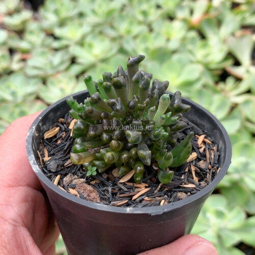 Kalanchoe Daigremontiana Cristata Mutation ( From Mother of Thousands Plants ), real gallery image #6 plants. Picture taken directly from kaktus.id community Kalanchoe farmer green houses.