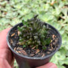 Kalanchoe Daigremontiana Cristata Mutation ( From Mother of Thousands Plants ), real gallery image #5 plants. Picture taken directly from kaktus.id community Kalanchoe farmer green houses.