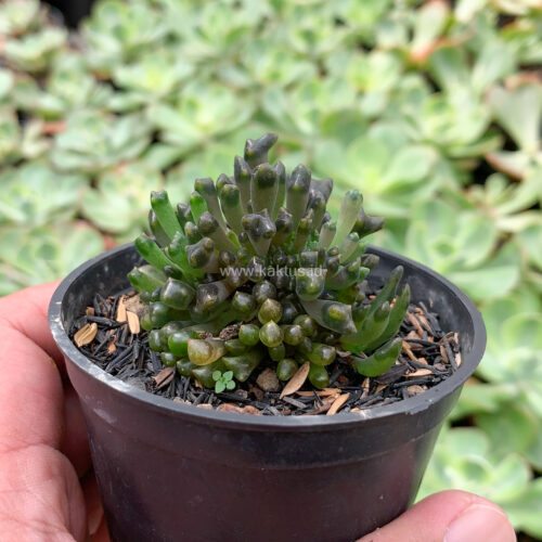 Kalanchoe Daigremontiana Cristata Mutation ( From Mother of Thousands Plants ), real gallery image #4 plants. Picture taken directly from kaktus.id community Kalanchoe farmer green houses.