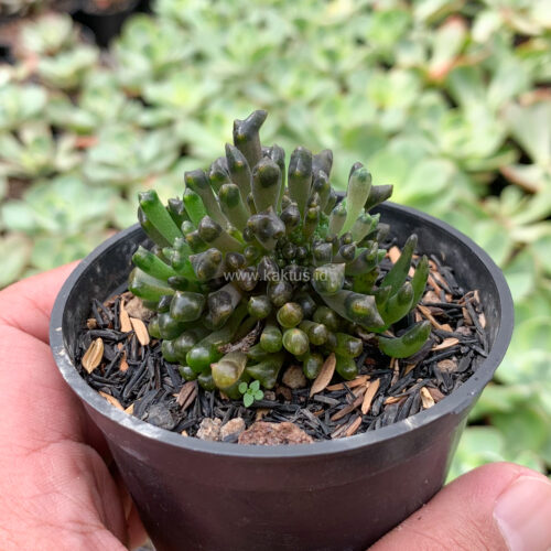Kalanchoe Daigremontiana Cristata Mutation ( From Mother of Thousands Plants ), real gallery image #3 plants. Picture taken directly from kaktus.id community Kalanchoe farmer green houses.