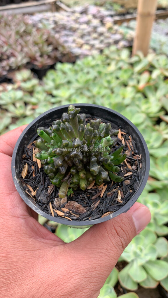 kaktus.id